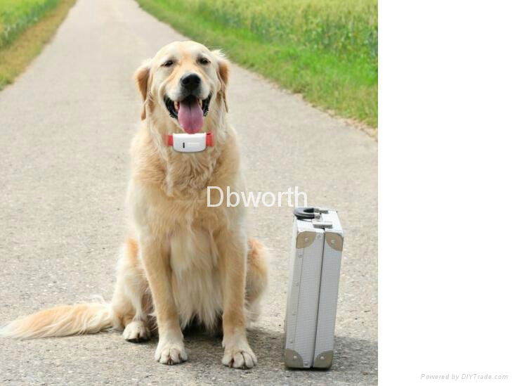 Hot selling Newest Cheap pet mini gps tracker 