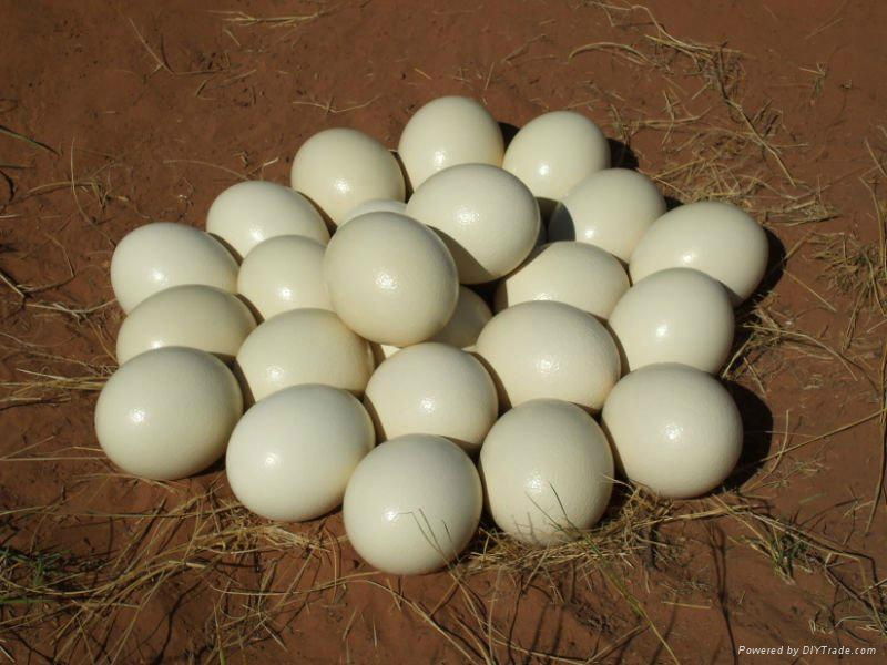 Ostrich eggs and ostrich chickens available 2