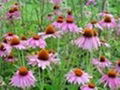 Echinacea Extract