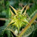 Tribulus Terrestris Extract 1