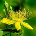 St. John's Wort Extract 1