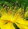 St. John's Wort Extract 5