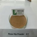 rose hip powder extract,rosehip extract