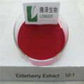 elderberry extract powder