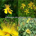 st john's wort extract powder with