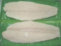 Pangasius fillet