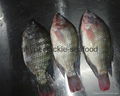 tilapia whole round (WR) 1