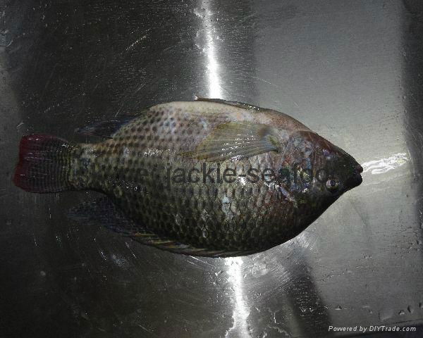 tilapia whole round (WR) 2