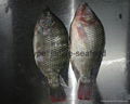 tilapia whole round (WR) 4