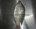 tilapia whole round (WR) 5