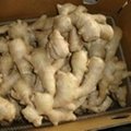 Dry Ginger Whole For Sale 1