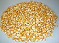 Yellow and White Corn maize for Human and Animal Consumption For Sale