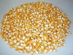 Yellow and White Corn maize for Human and Animal Consumption For Sale