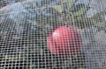 Hail Netting Protects Fruits and