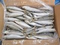 sardine frozen for bait2014, IQF 