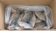 tilapia frozen WR 2014 IQF