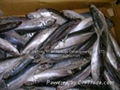 mackerel frozen  2014 IQF