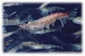 Antractic Krill Oil 2