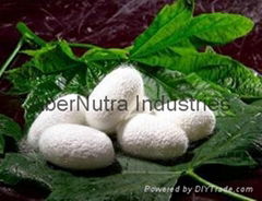 Natural Silk Protein