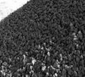  Carbon Content of 99% Metallurgical Coke (1-3mm, 1-5mm) 1