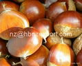 The Best Chinese Chestnuts Species--Organic Fresh Chestnut for Sale 1