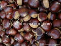 The Best Chinese Chestnuts Species--Organic Fresh Chestnut for Sale 2