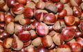 The Best Chinese Chestnuts Species--Organic Fresh Chestnut for Sale 5