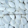 High Quality Agricultural White Melon Seeds for Sale