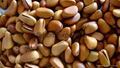 Wild Pine Nuts High Nutritional Value