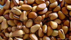 Wild Pine Nuts High Nutritional Value for Sale