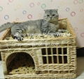 wicker basket wicker pet basket dog house wicker dog bed pet house 1