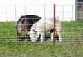 Galvanized and Plastic Coated Welded Fence Panels