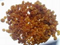 Sultana Raisin 1