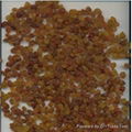 Malayer Raisin 1