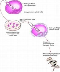 ES Cell Based Gene Overexpression