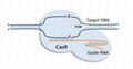 CRISPR/Cas9 System