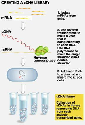 cDNA Library Construction Service