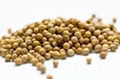 Coriander Seeds