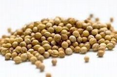 Coriander Seeds