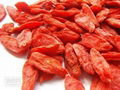 organic goji berry 1