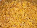 golden raisin with good quality 2