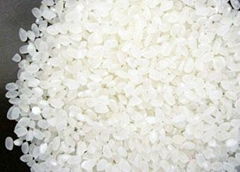 JAPONICA RICE