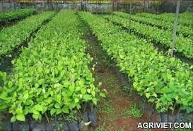 Passion fruit seedlings 2