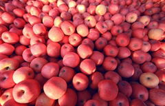 Fresh gala apple available for sale now in huge quantity
