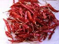 Red Chilli 1