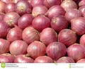 Red Onion 1