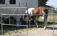 Portable horse panels are lightweight