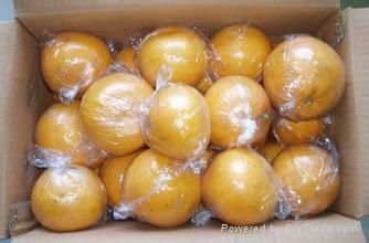 organic grapefruit pomelo fresh citrus fruits 2