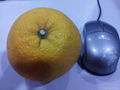 organic grapefruit pomelo fresh citrus fruits 3