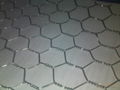 hexagonal wire mesh 2